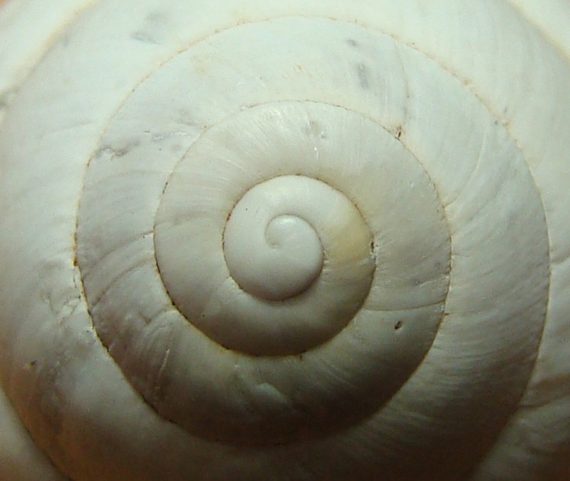 Sphincterochila baetica