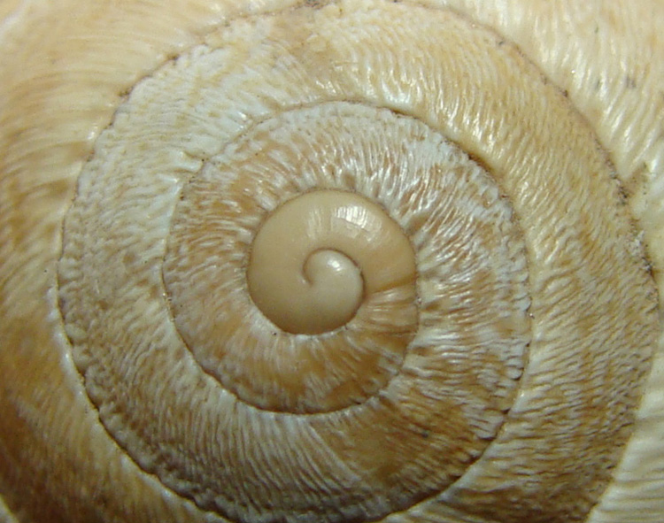 Sphincterochila baetica