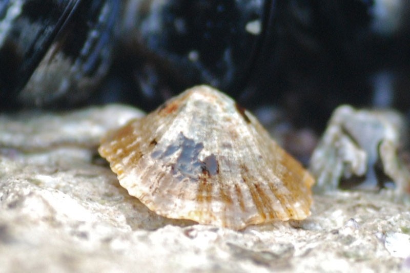Patellidae April 2010