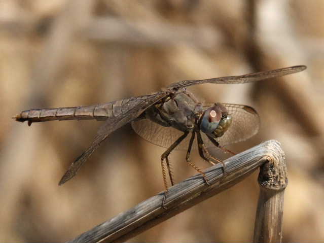 Cinque femmine di C. erythraea di colori diversi