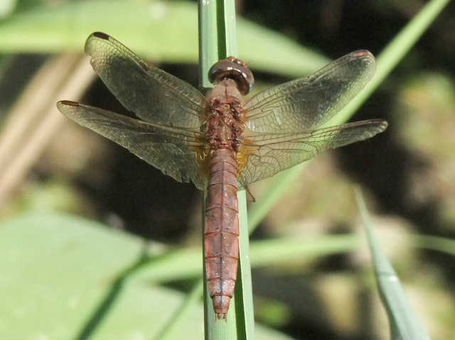 Cinque femmine di C. erythraea di colori diversi