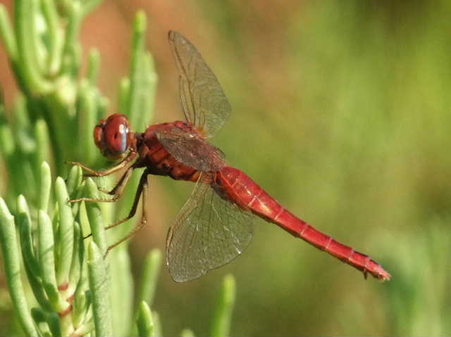 Cinque femmine di C. erythraea di colori diversi