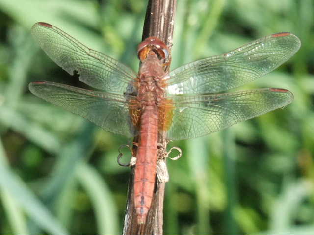 Cinque femmine di C. erythraea di colori diversi