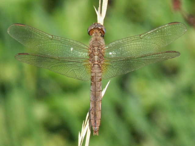 Cinque femmine di C. erythraea di colori diversi