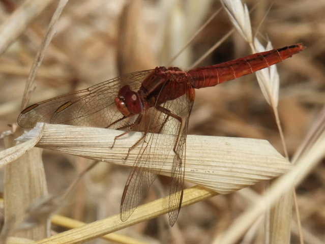 Cinque femmine di C. erythraea di colori diversi