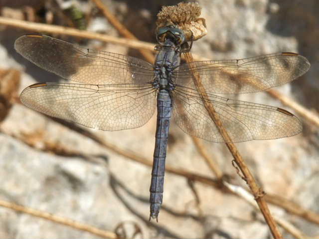 Libellula da ID