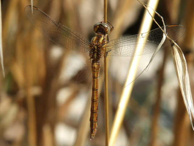 Orthetrum coerulescens senza ali posteriori