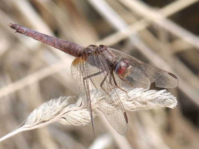 Cinque femmine di C. erythraea di colori diversi