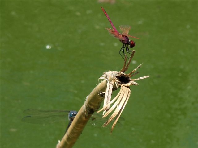 E'' vero che l''Orthetrum trinacria e'' molto aggressivo?