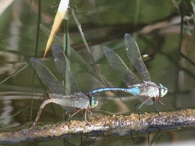 Anax parthenope