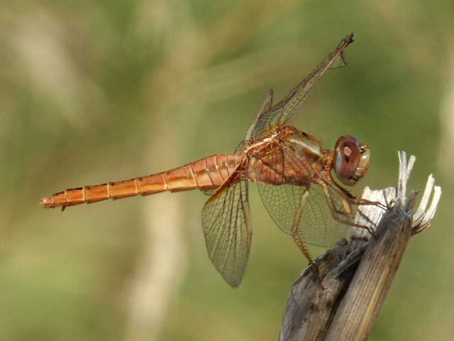 Cinque femmine di C. erythraea di colori diversi