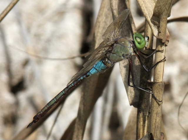 Anax parthenope ?
