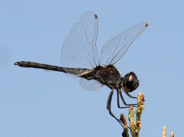 Selysiothemis nigra