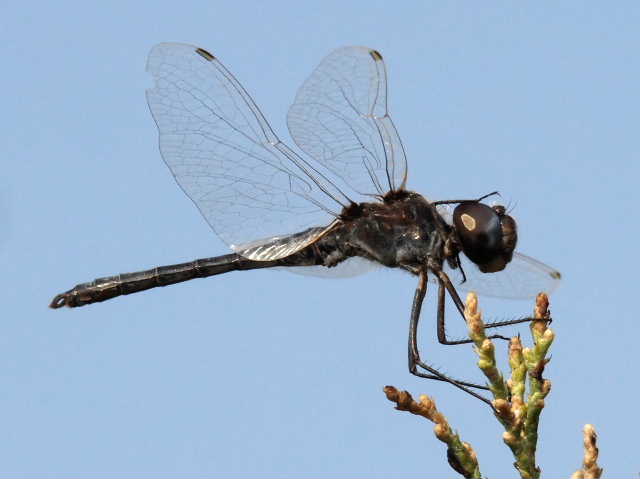 Selysiothemis nigra