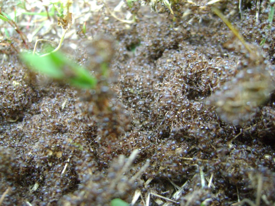 Tetramorium: confronto ostile tra colonie confinanti