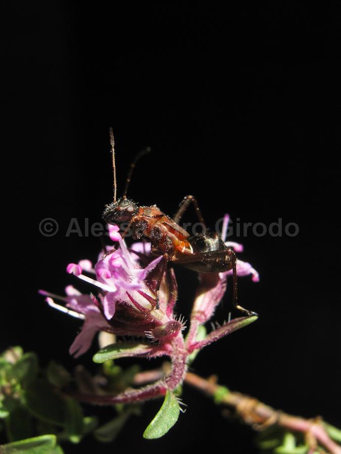 Alydidae: Alydus calcaratus, ninfa mirmecomorfa (TO)