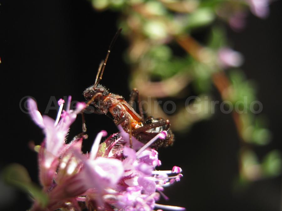 Alydidae: Alydus calcaratus, ninfa mirmecomorfa (TO)