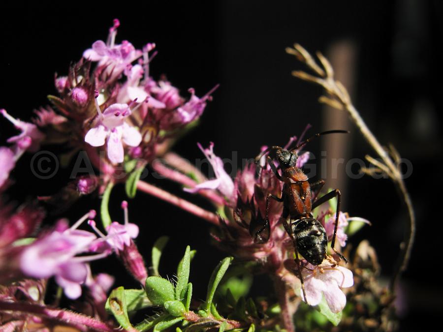 Alydidae: Alydus calcaratus, ninfa mirmecomorfa (TO)