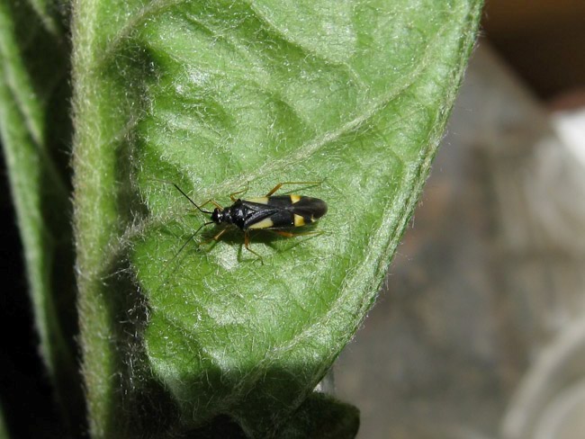 Dryophilocoris flavoquadrimaculatus