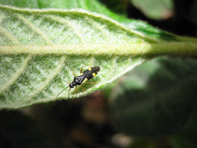 Dryophilocoris flavoquadrimaculatus