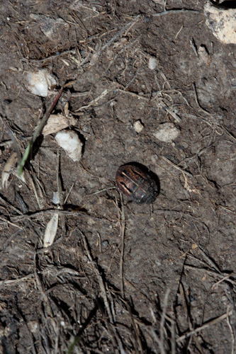 Scutelleridae: Odontoscelis fuliginosa del Piemonte