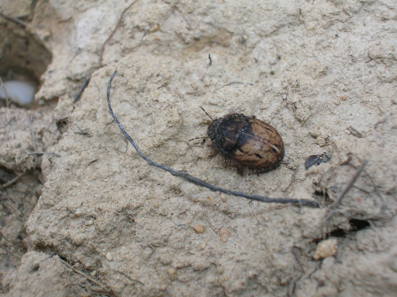 Scutelleridae: Odontoscelis fuliginosa del Piemonte