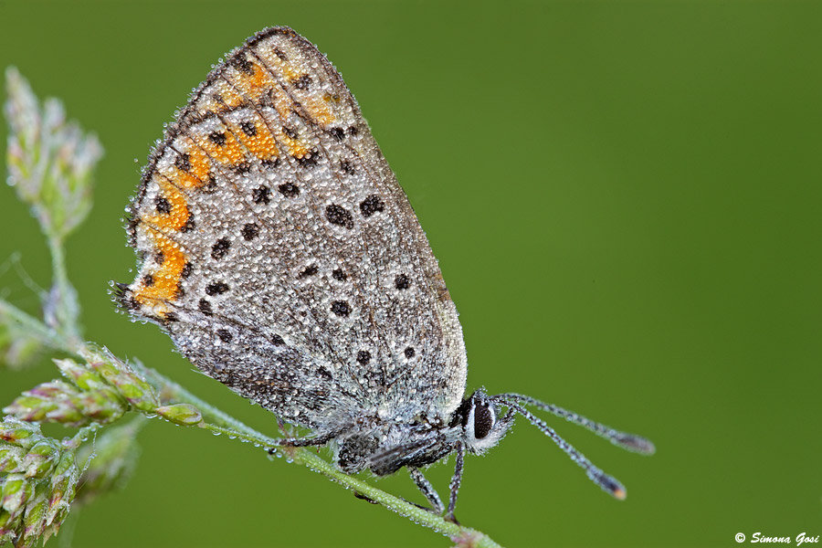 Lepidottero da identificare