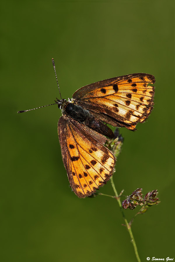 Lepidottero da identificare