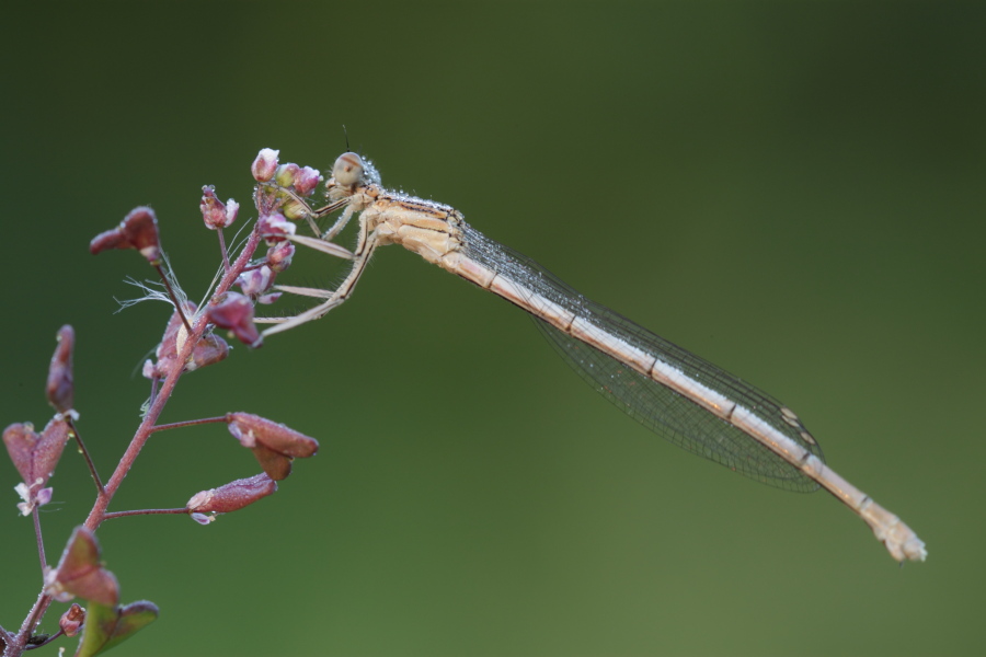 Platycnemis pennipes ??