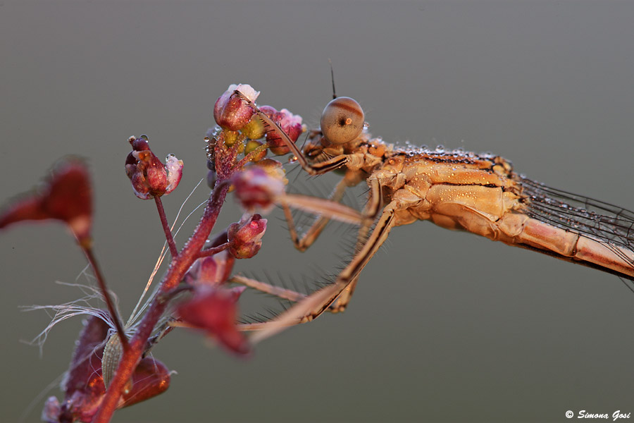 Platycnemis pennipes ??