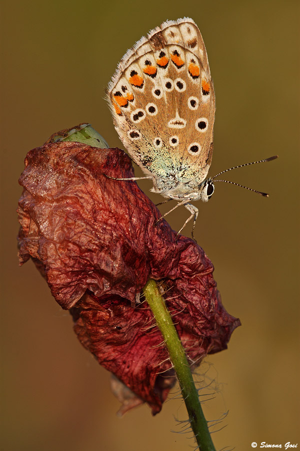 Polyommatus bellargus?