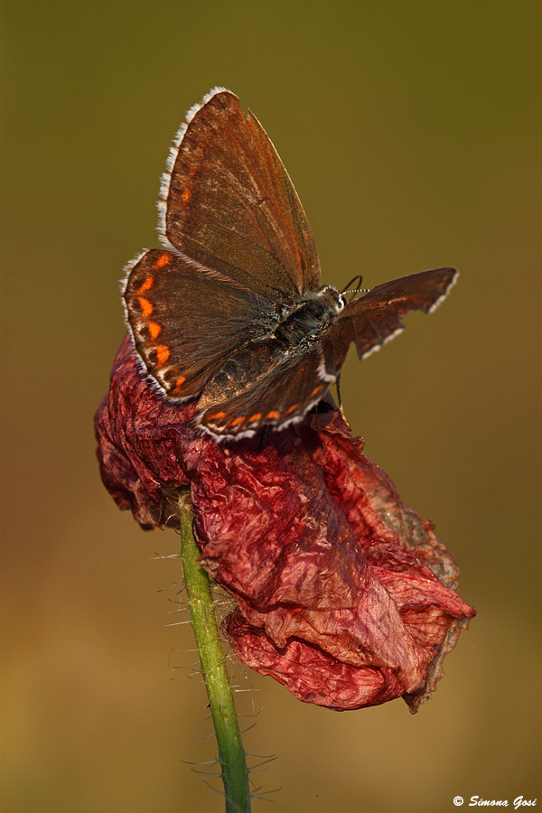 Polyommatus bellargus?