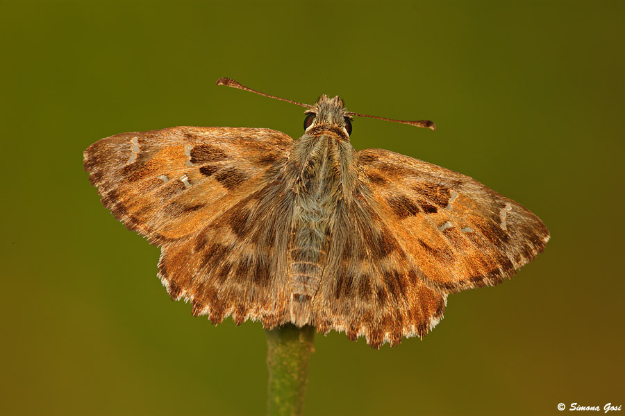 Conferma Carcharodus