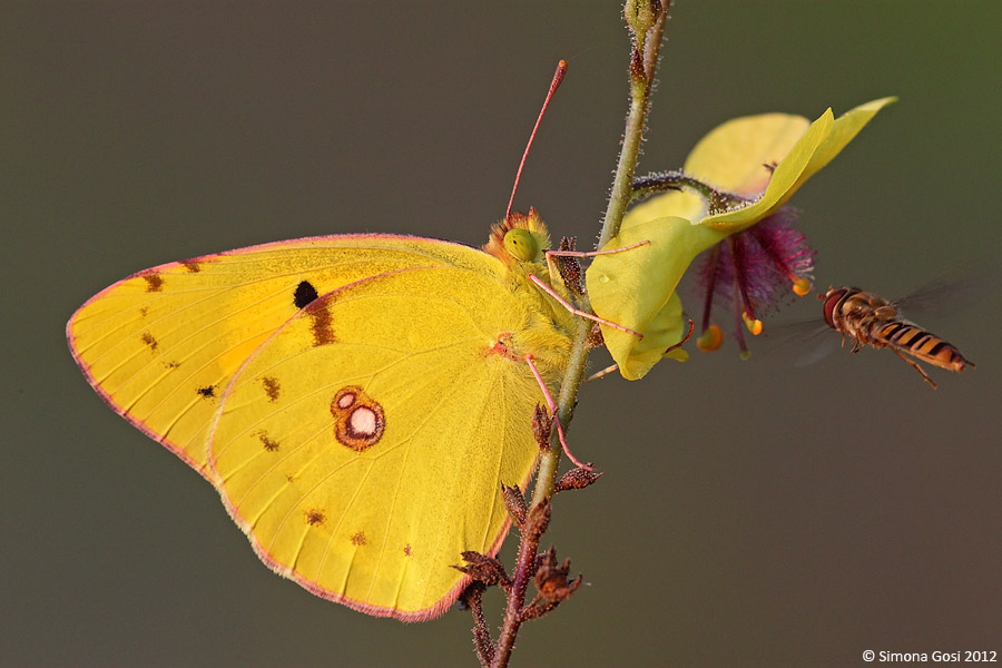 Conferma Colias crocea
