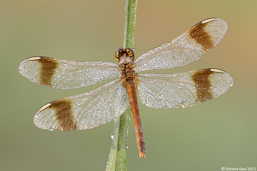 ID libellula