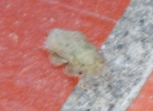 Che cos''? ninfa di Ledra aurita