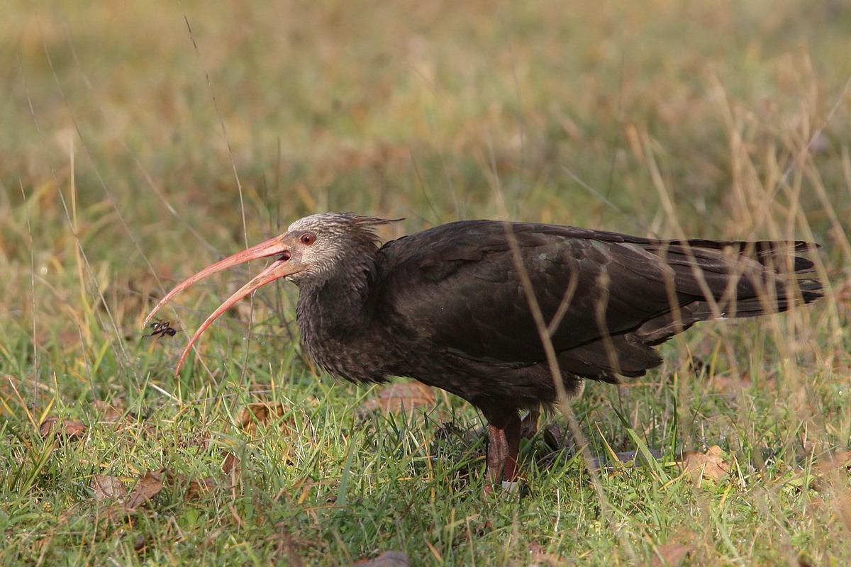 La strana storia degli Ibis Eremiti a LAquila