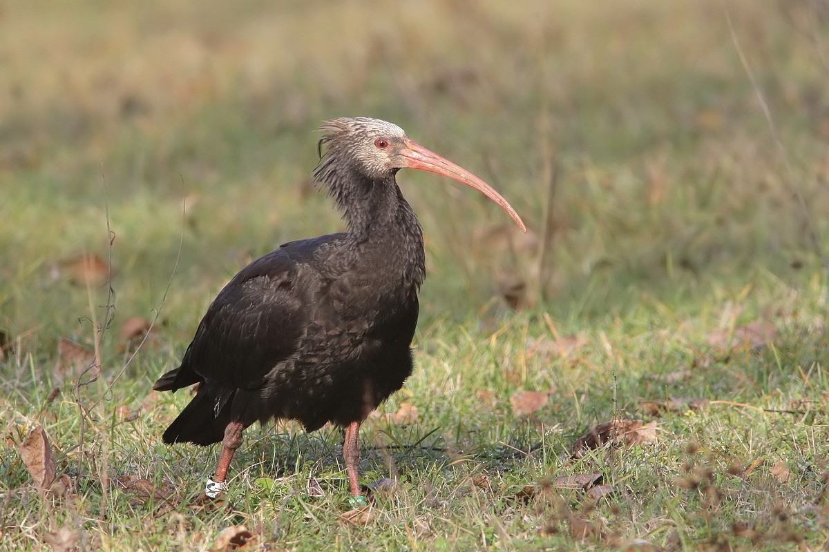 La strana storia degli Ibis Eremiti a LAquila