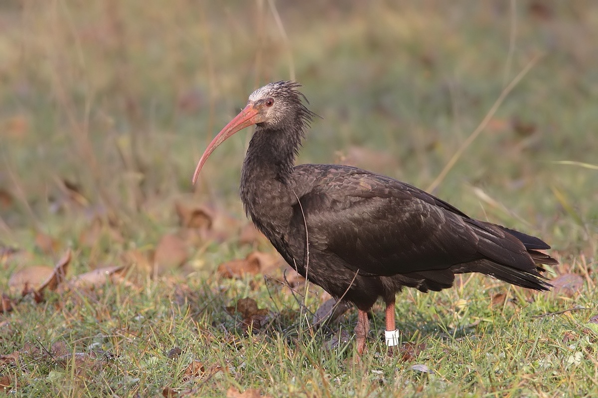 La strana storia degli Ibis Eremiti a LAquila