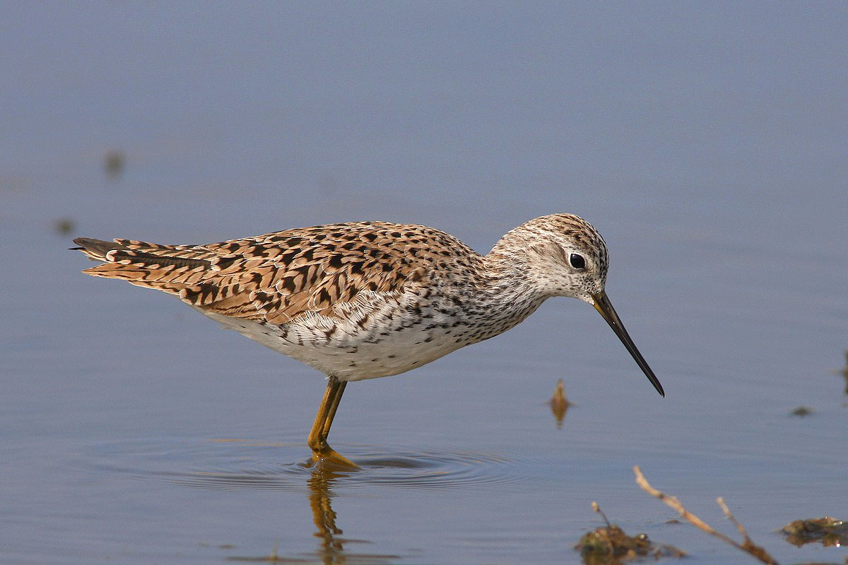 Id per limicolo e passeriforme