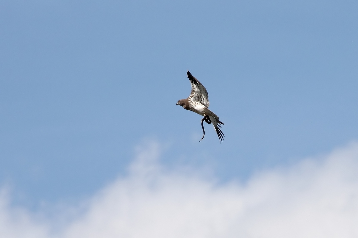 Cornacchia vs biancone con preda