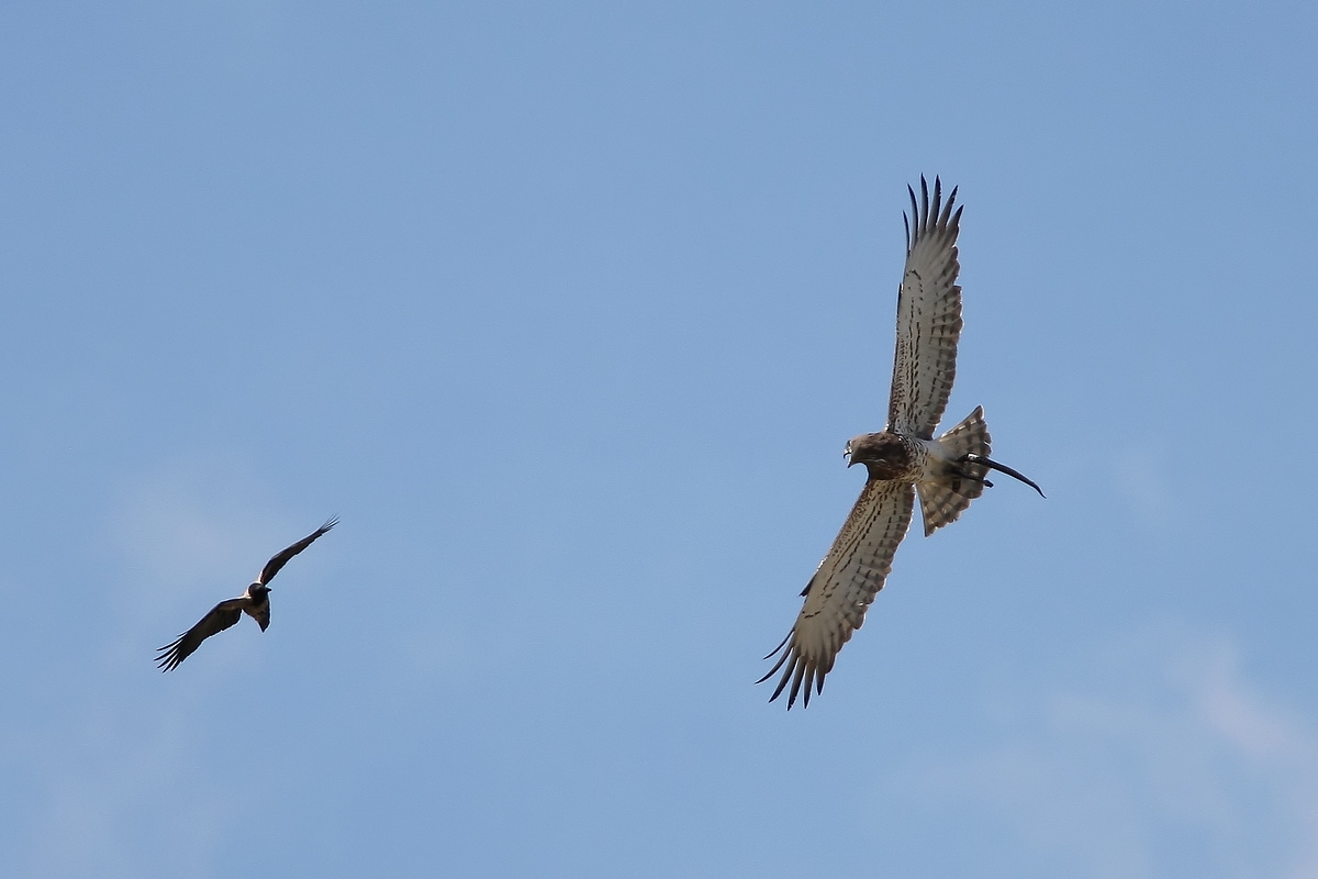 Cornacchia vs biancone con preda