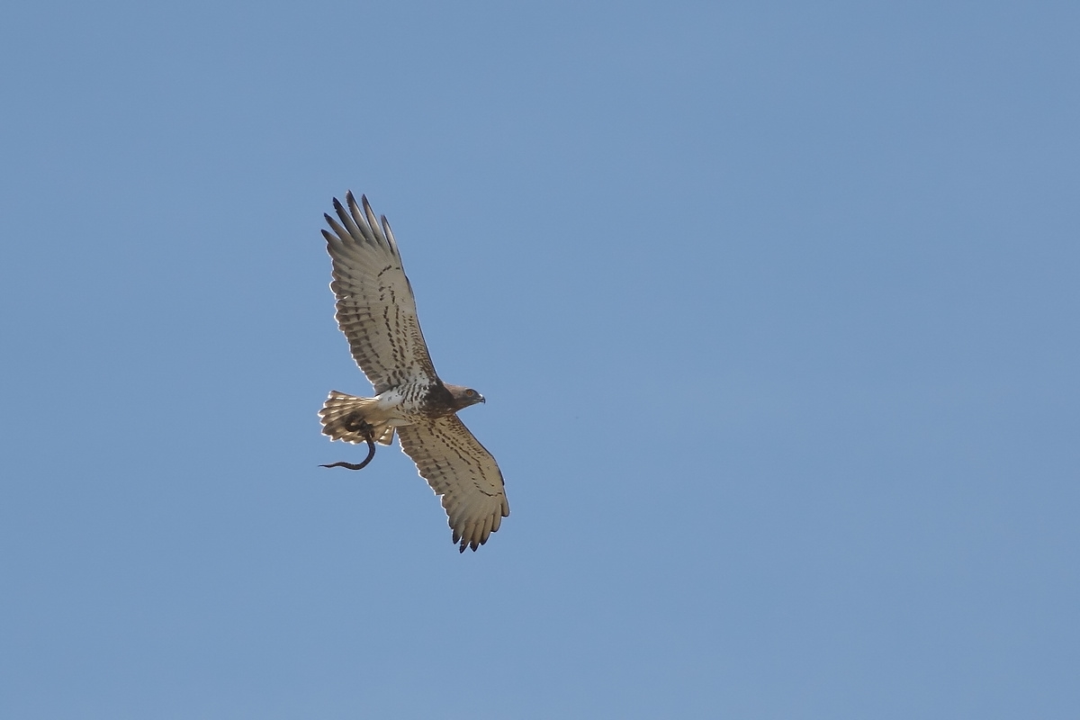 Cornacchia vs biancone con preda
