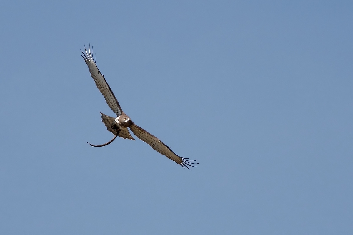 Cornacchia vs biancone con preda