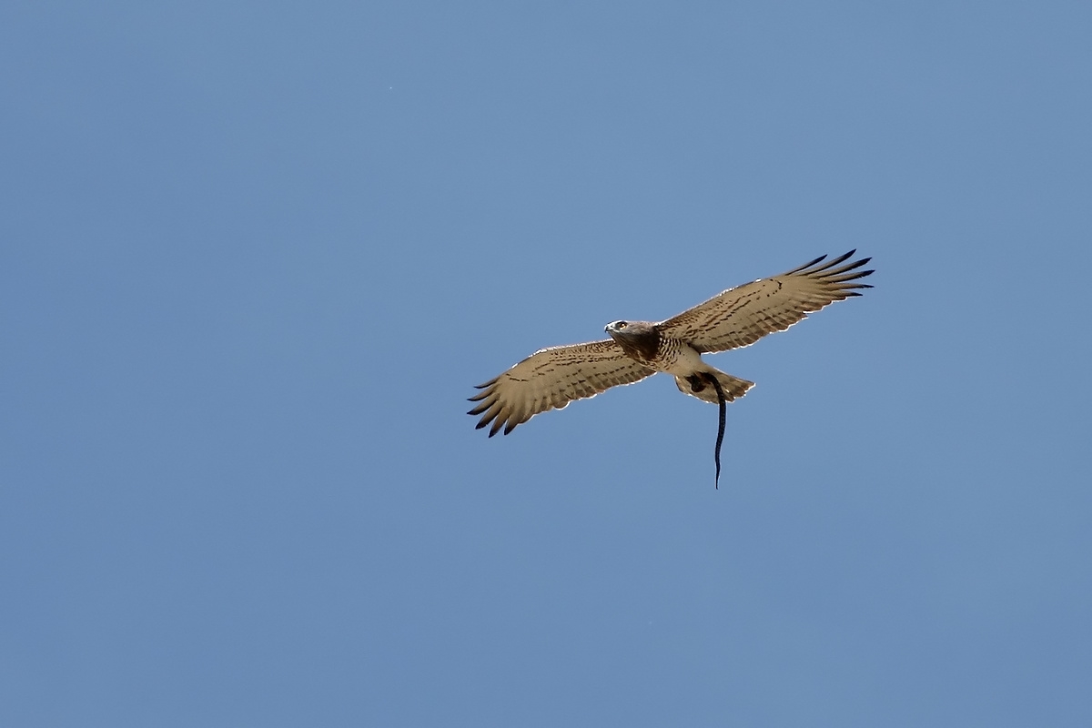Cornacchia vs biancone con preda