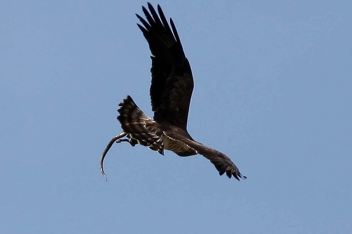 Cornacchia vs biancone con preda