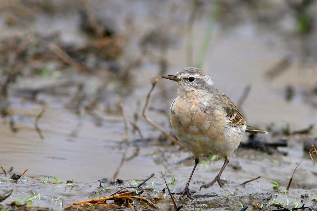 Id per limicolo e passeriforme