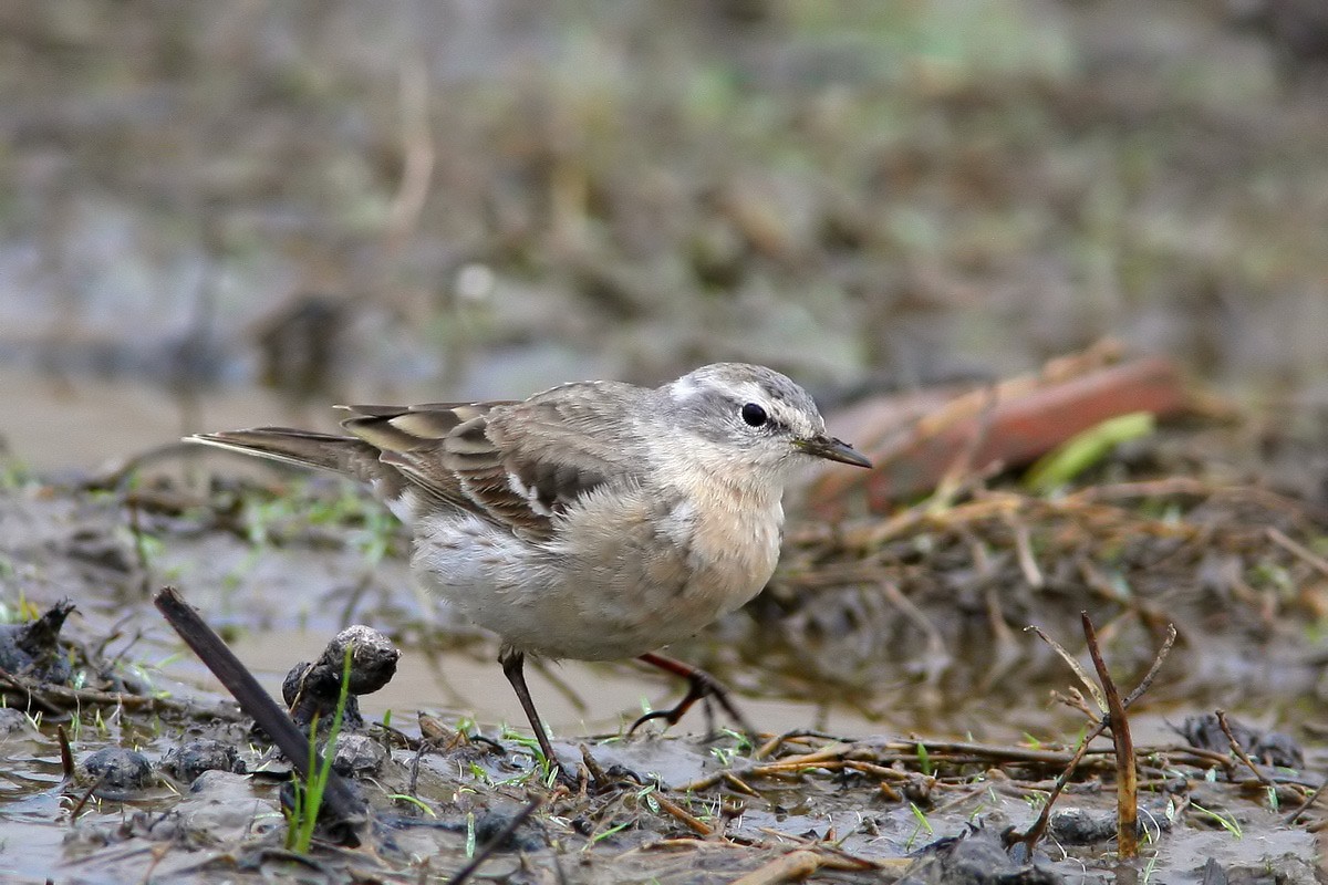 Id per limicolo e passeriforme