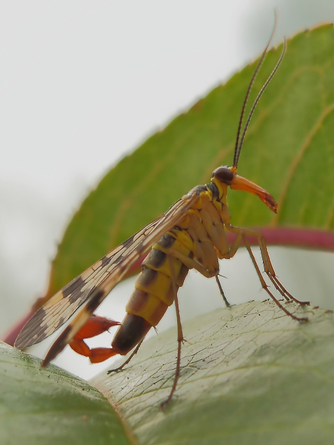 Panorpa sp.