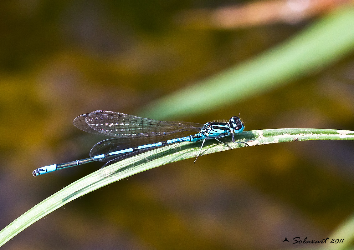 Coenagrion caerulescens ??